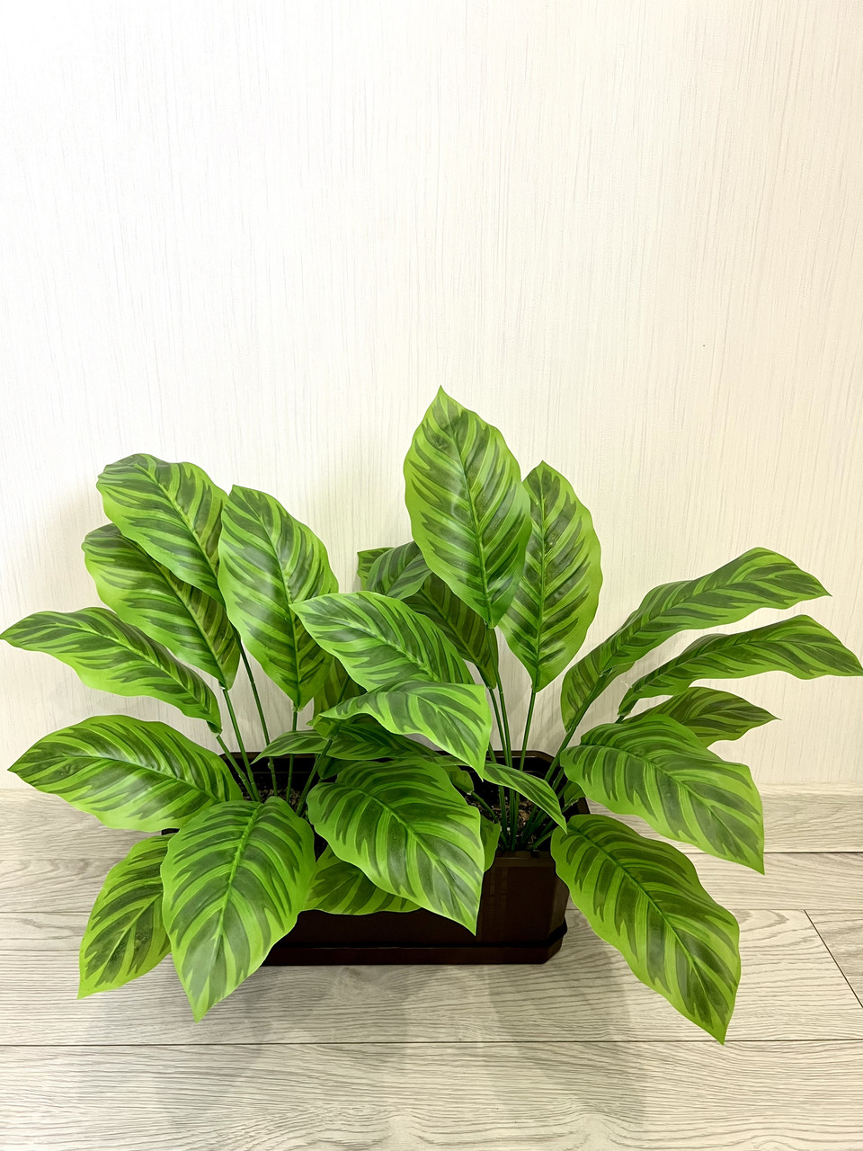 Штучний кущ — калатея зебра ( латекс, 50 см), фото 1