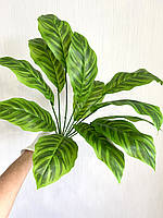 Штучний кущ — калатея зебра ( латекс, 50 см), фото 7