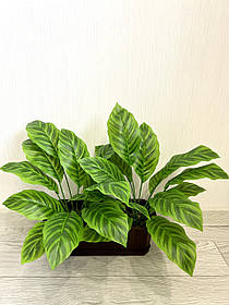 Штучний кущ — калатея зебра ( латекс, 50 см)