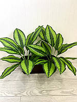 Штучна калатея смугаста ( латекс, 52 см), фото 2