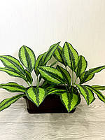 Штучна калатея смугаста ( латекс, 52 см), фото 3