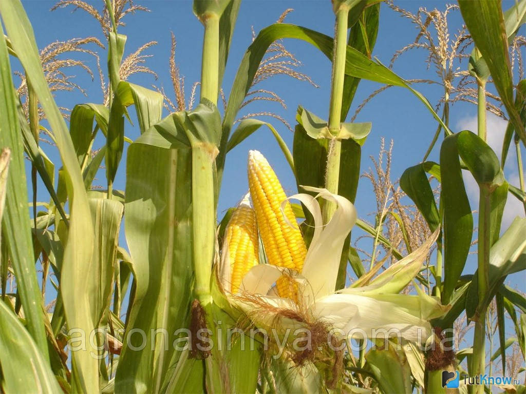 Насіння кукурудзи Робсон, Seed Grain Company