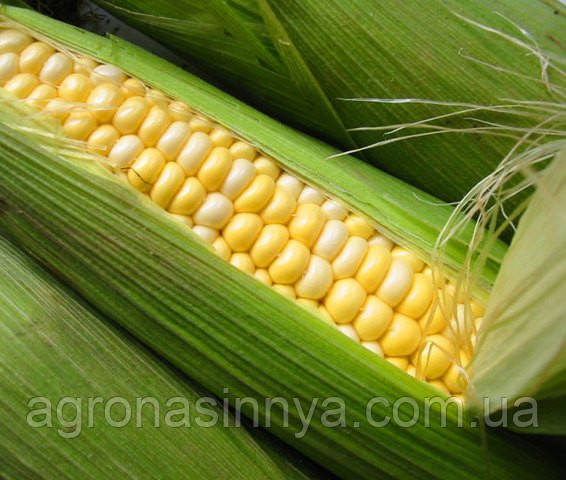 Насіння кукурудзи SG29N68, Seed Grain Company, фото 1