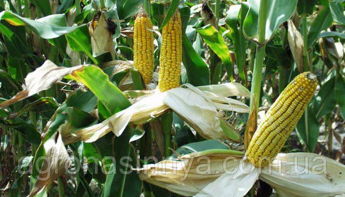 Насіння кукурудзи SG34N95, Seed Grain Company, фото 1