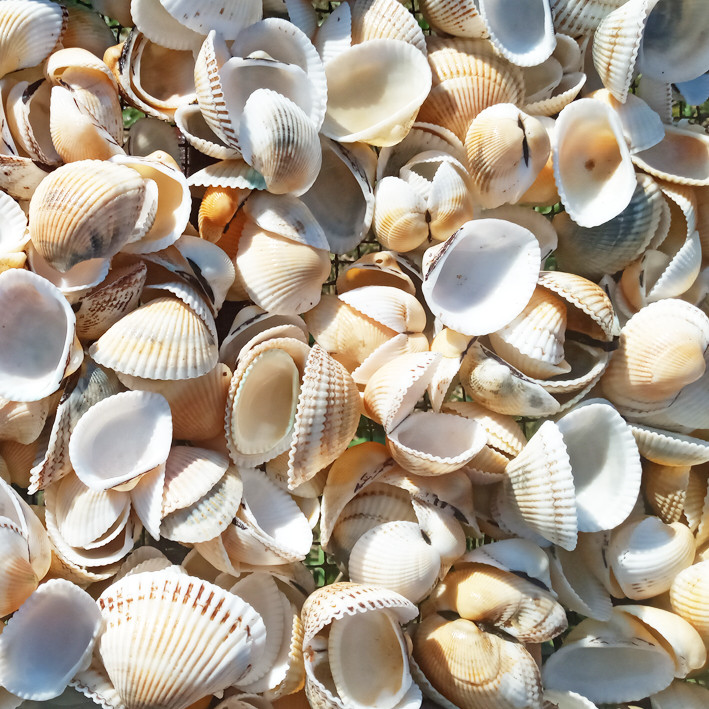 Мушля Черепашка 500 грам Вибілена Морська Натуральна для Декору, Дизайну, Сувенірів, Рукоділля, фото 1