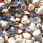 Мушля Черепашка 500 грам Вибілена Морська Натуральна для Декору, Дизайну, Сувенірів, Рукоділля, фото 2