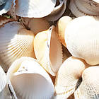 Мушля Черепашка 500 грам Вибілена Морська Натуральна для Декору, Дизайну, Сувенірів, Рукоділля, фото 3