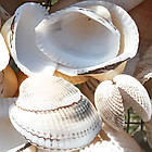 Мушля Черепашка 500 грам Вибілена Морська Натуральна для Декору, Дизайну, Сувенірів, Рукоділля, фото 4