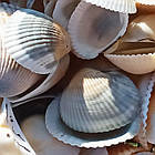 Мушля Черепашка 500 грам Вибілена Морська Натуральна для Декору, Дизайну, Сувенірів, Рукоділля, фото 5