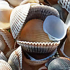 Мушля Черепашка 500 грам Вибілена Морська Натуральна для Декору, Дизайну, Сувенірів, Рукоділля, фото 6