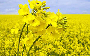 Семена Рапса Моменто