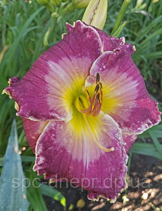 Лілейник-сіянець Іхтіандр