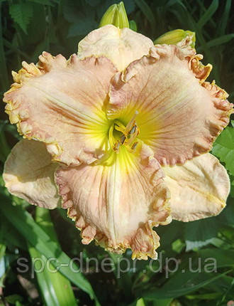 Лілейник-сіянець Каприфоль