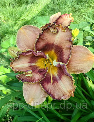 Лілейник-сіянець Красуня