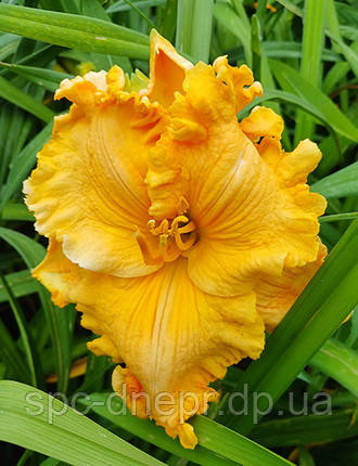 Лілейник-сіянець Кучерик Сью