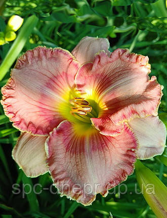 Лілейник-сіянець Малиновий дзвін