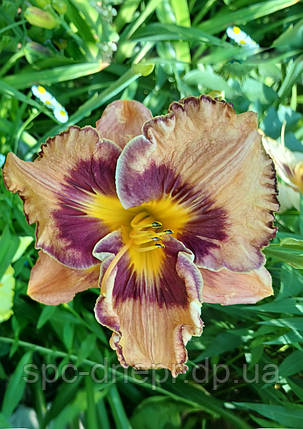 Лілейник-сіянець Місячне сяйво, фото 1