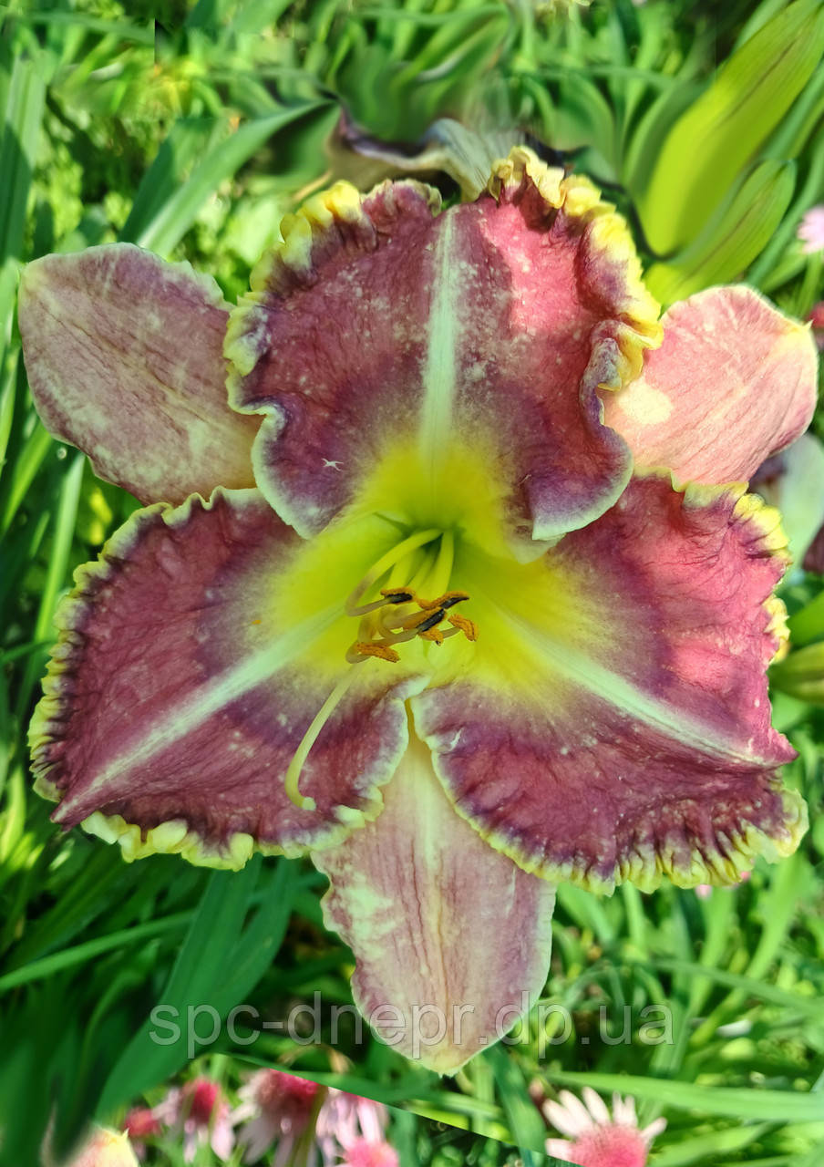 Лілейник-сіянець Небесні Дзвони