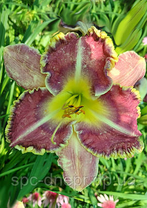 Лілейник-сіянець Небесні Дзвони, фото 1