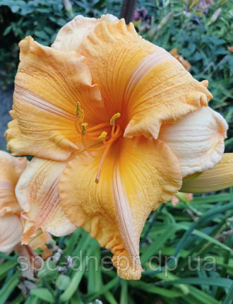 Лілейник-сіянець Сонечко