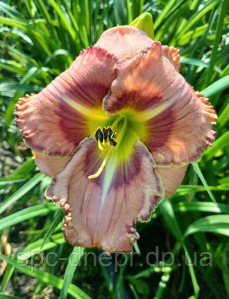 Лілейник-сіянець Треазор