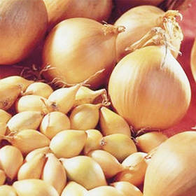 Озима цибуля саджанка Сеншуй Єлоу 1 кг Польща