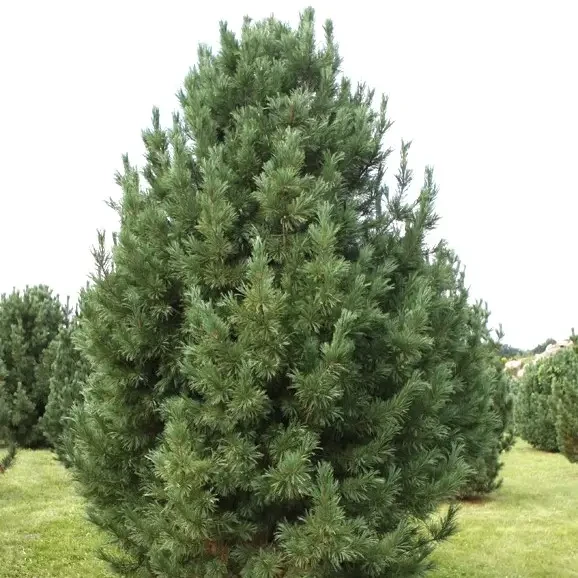Саджанці Сосни кедрової європейської, 4-х річна (Pinus cembra) С3