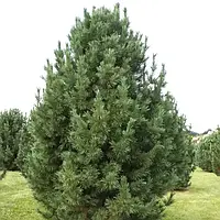 Саджанці Сосни кедрової європейської, 4-х річна (Pinus cembra) С3