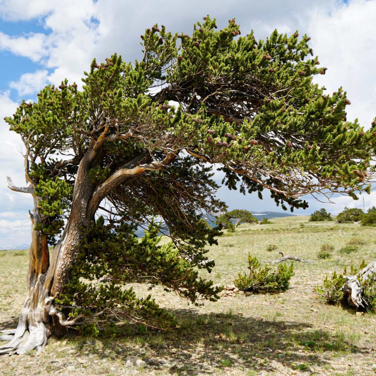 Саджанці Сосни остистої (Pinus aristata)