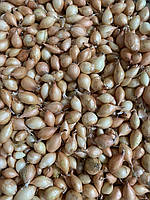 Озима цибуля саджанка Сеншуй Єлоу 1 кг Голландія ТОР 8-21 мм, фото 2