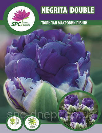 Тюльпан махровий пізній Negrita Double, фото 1