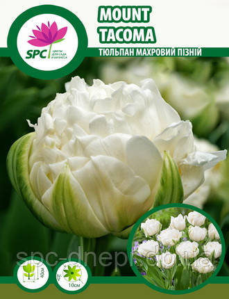 Тюльпан махровий пізній Mount Tacoma