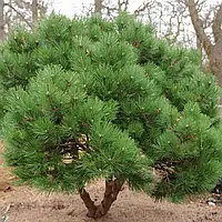Саджанці сосни чорної (Австрійської), 4-х річна (Pinus nigra austriaca) С3