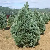 Саджанці Сосни м'якої (Pinus flexilis)