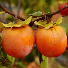Саджанці хурми сорт Віргінська великоплідна 2 річні, конт. 2 л
