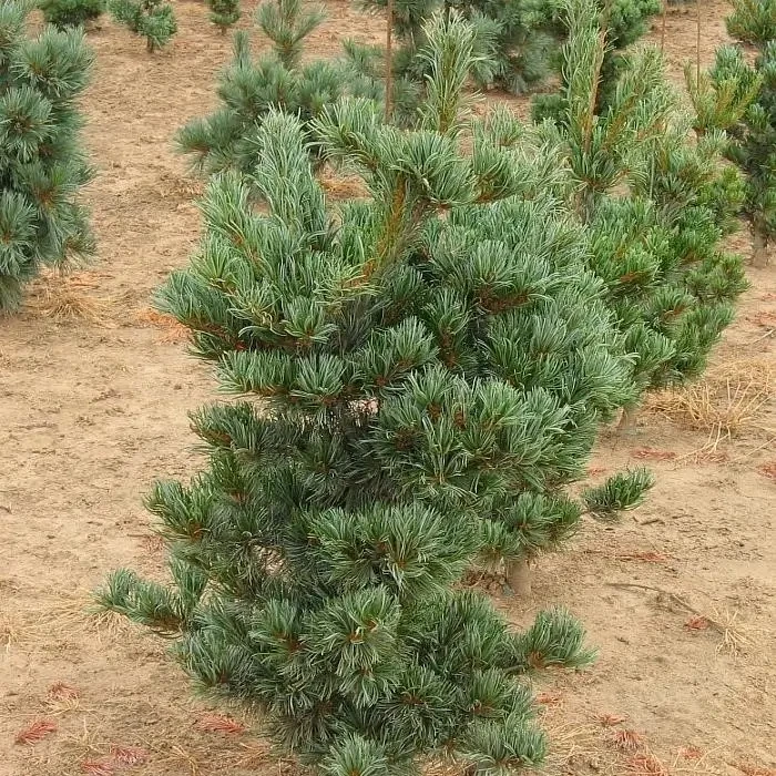 Саджанці Сосни дрібноквіткової Темпельгоф, 4-х річна (Pinus parviflora Tempelhof) С3