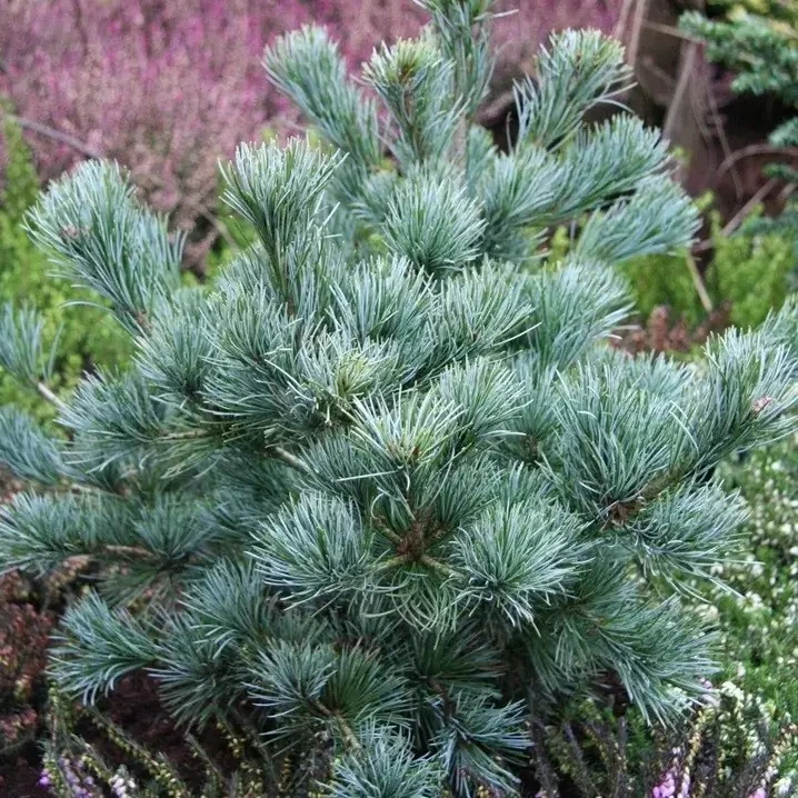 Саджанці Сосни дрібноквіткової Негіші, 4-х річна (Pinus parviflora Negishi) С3