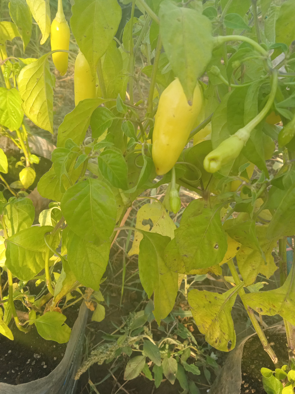 Гострий перець Aji Habanero Hot насіння 100 штук
