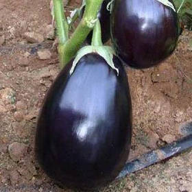 Баклажан Чемодан F1 10шт