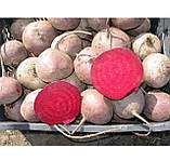 Буряк столовий Зепо F1 (багаторостковий), Голландія / 2г, фото 3