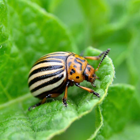 Засоби від колорадського жука