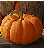 Гарбуз Вест 10шт/ Lark seeds, фото 2