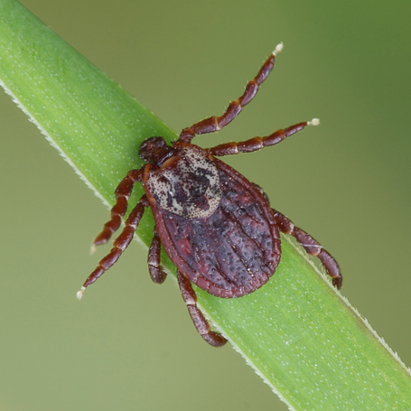 Засоби від кліщів - акарициди