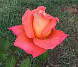 Троянда Folklore (Фольклор), фото 4