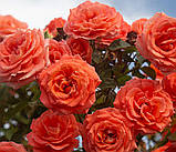 Троянда Folklore (Фольклор), фото 5