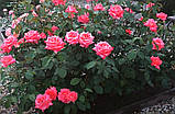 Троянда Folklore (Фольклор), фото 7