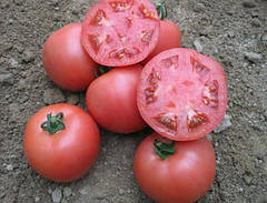 Насіння томату Джангсі F1, 500 насінин, Hazera