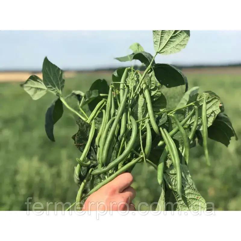 Насіння квасолі Ягуар, 5000 насінин, Hazera, фото 1