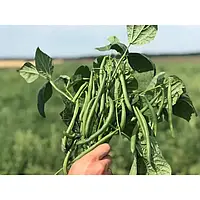Насіння квасолі Ягуар, 5000 насінин, Hazera