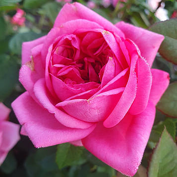 Роміна (Romina, Nostalgie®-Edelrose Romina®)